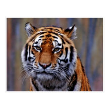 Postal del tigre de Bengala