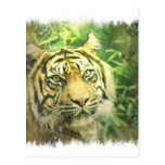 Postal del tigre siberiano