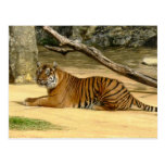 Postal del tigre siberiano