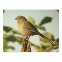 Postal del Towhee de California