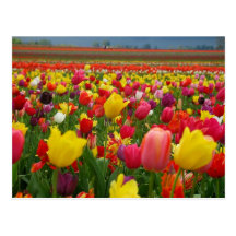 Postal del tulipán