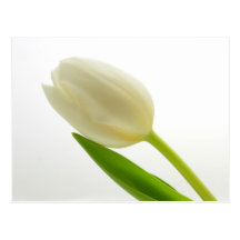Postal del tulipán