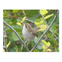 Postal del Wren de Bewick