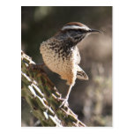 Postal del Wren de cactus