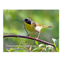 Postal del Yellowthroat común