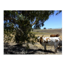 Postal: Dirija debajo de árbol en Paso Robles, CA