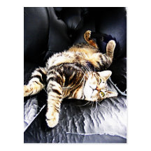 postal divertida de la Atlántida del gatito