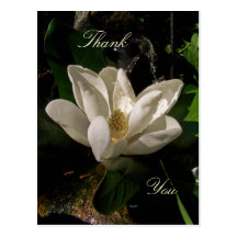 Postal dulce del flor de la magnolia