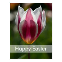 Postal el | Osterpostkarte Tulpen de Pascua de los