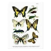 Postal europea de la placa de mariposas I