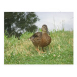 Postal femenina del pato del pato silvestre