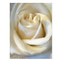 Postal floral de la serie "blanca" clásica