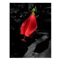 Postal floral del casquillo rojo de los turcos