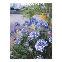 Postal/flores azules