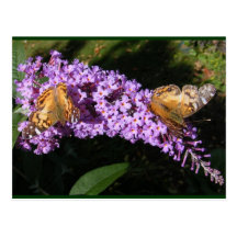 Postal gemela del ~ de las mariposas