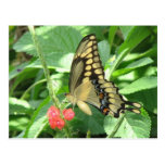 Postal gigante de Swallowtail