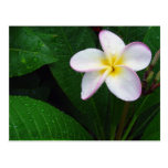 Postal hawaiana amarilla y blanca de la flor del P