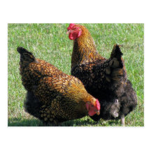 Postal, hermanas de la gallina