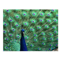 Postal hermosa del pavo real