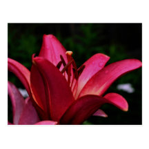 Postal intensa de la fotografía de la flor del Day