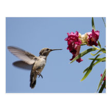Postal joven del colibrí