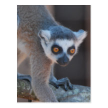 Postal joven del Lemur