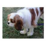 Postal linda arrogante del perro de perrito de rey