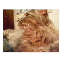 postal linda de la cara del gatito