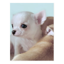 Postal linda de los perritos de la chihuahua
