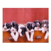 Postal linda de los perritos del border collie