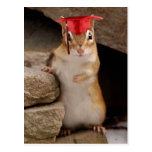 Postal linda del Chipmunk de la graduación
