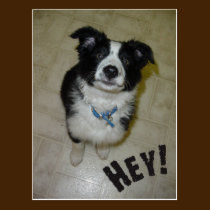 Postal linda del perrito tarjetas postales