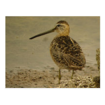 Postal longirrostro del Dowitcher