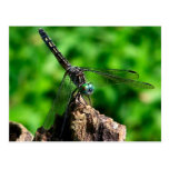 Postal macra de la fotografía de la naturaleza de 