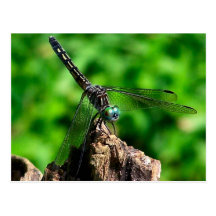 Postal macra de la fotografía de la naturaleza de 
