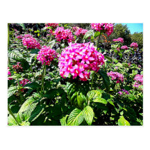 postal magnífica de las flores
