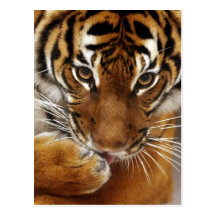Postal malaya del tigre #1