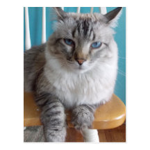 postal malhumorada del gatito
