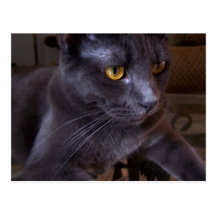 postal misteriosa del gato