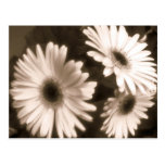 postal negra de la flor blanca