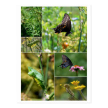 Postal negra del ciclo vital de la mariposa de Swa