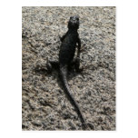 Postal negra del lagarto