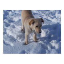 postal nevosa del perrito