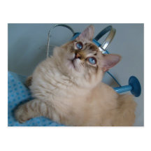 postal observada azul bonito del gatito