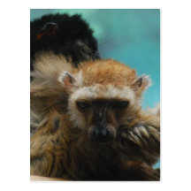 Postal observada azul del Lemur