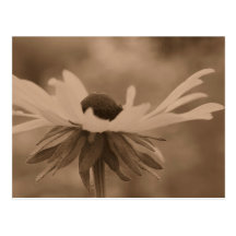 Postal observada negro de la foto de la flor de Su