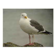 Postal occidental de la gaviota