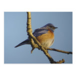 Postal occidental del Bluebird 1