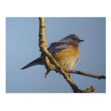 Postal occidental del Bluebird 1