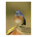 Postal occidental del Bluebird 3